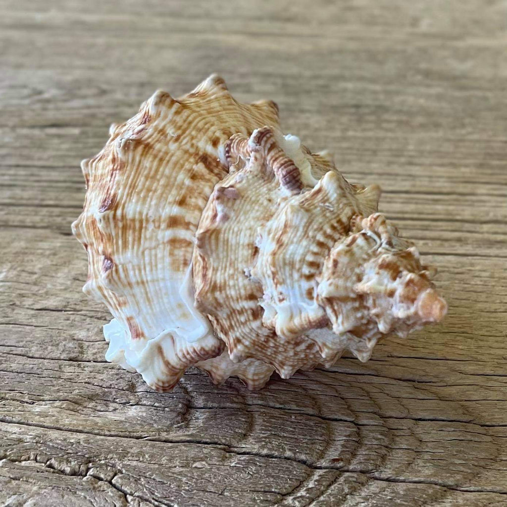 Tutufa tenuigranosa - Lost archives store - product_name_for_sale - product_name_for_sale_australia - category_name