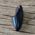 Tyrannosaur tooth tip - Lost archives store - product_name_for_sale - product_name_for_sale_australia - category_name