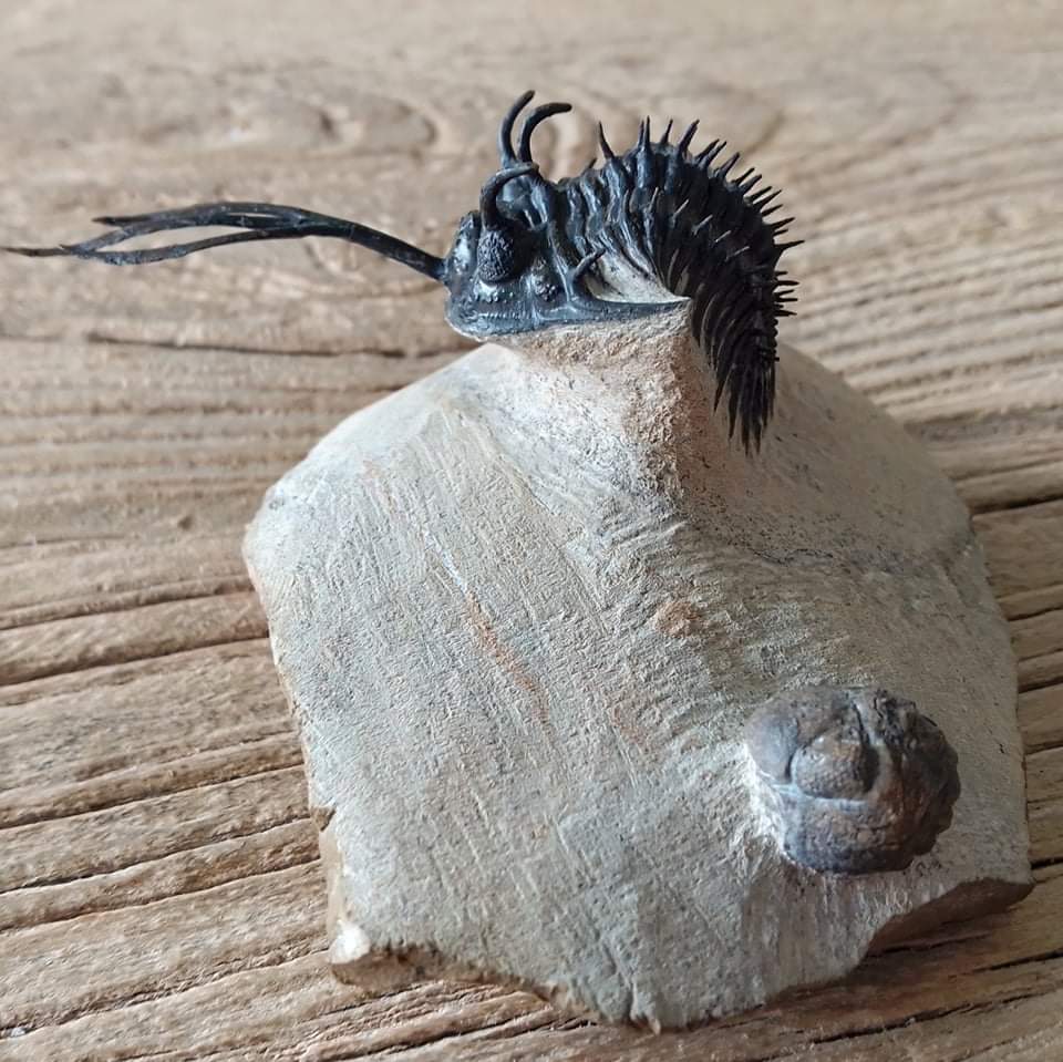 Walliserops trifurcatus Trilobite fossil - Lost archives store - product_name_for_sale - product_name_for_sale_australia - category_name