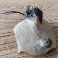 Walliserops trifurcatus Trilobite fossil - Lost archives store - product_name_for_sale - product_name_for_sale_australia - category_name
