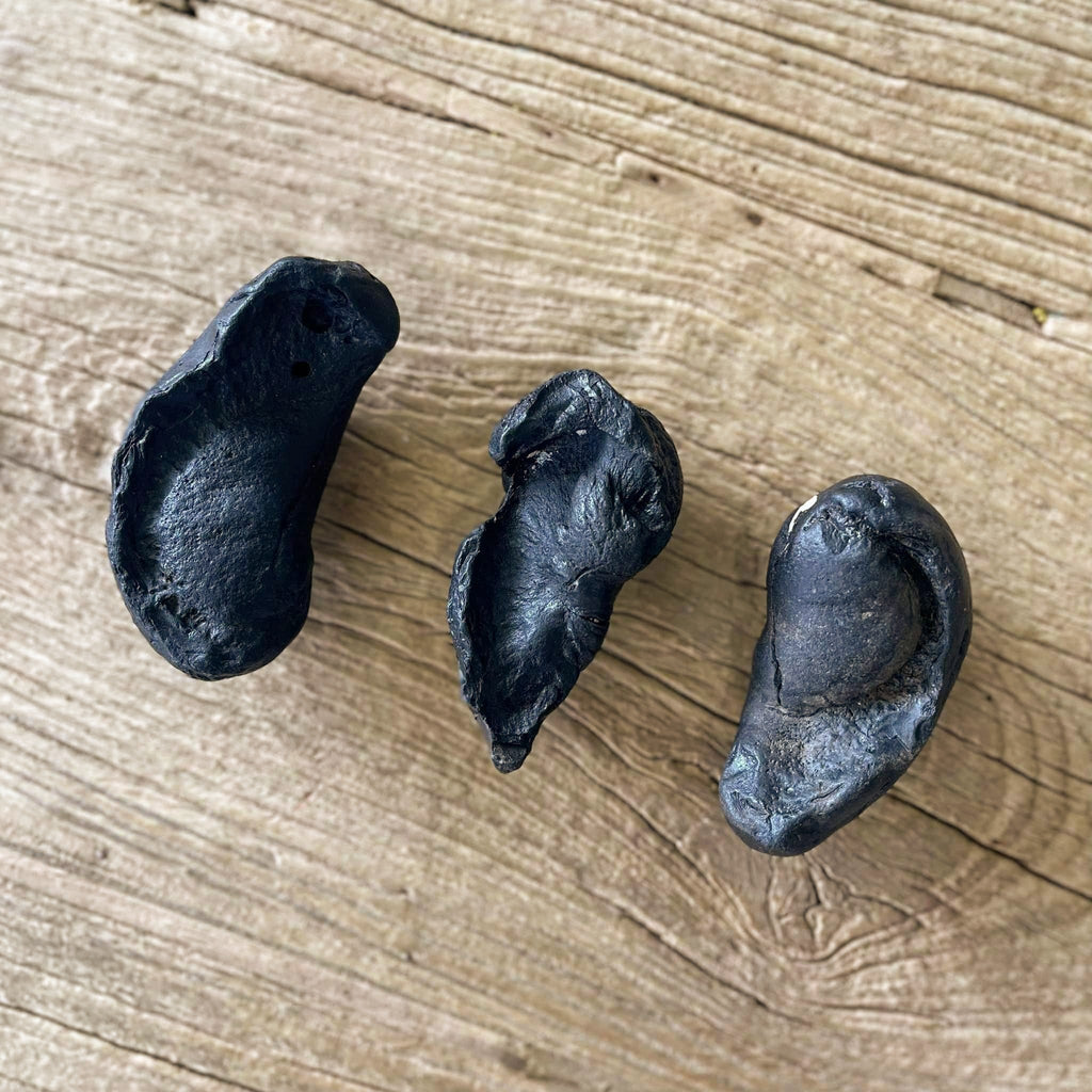 Whale ear bone fossils - Lost archives store - product_name_for_sale - product_name_for_sale_australia - category_name