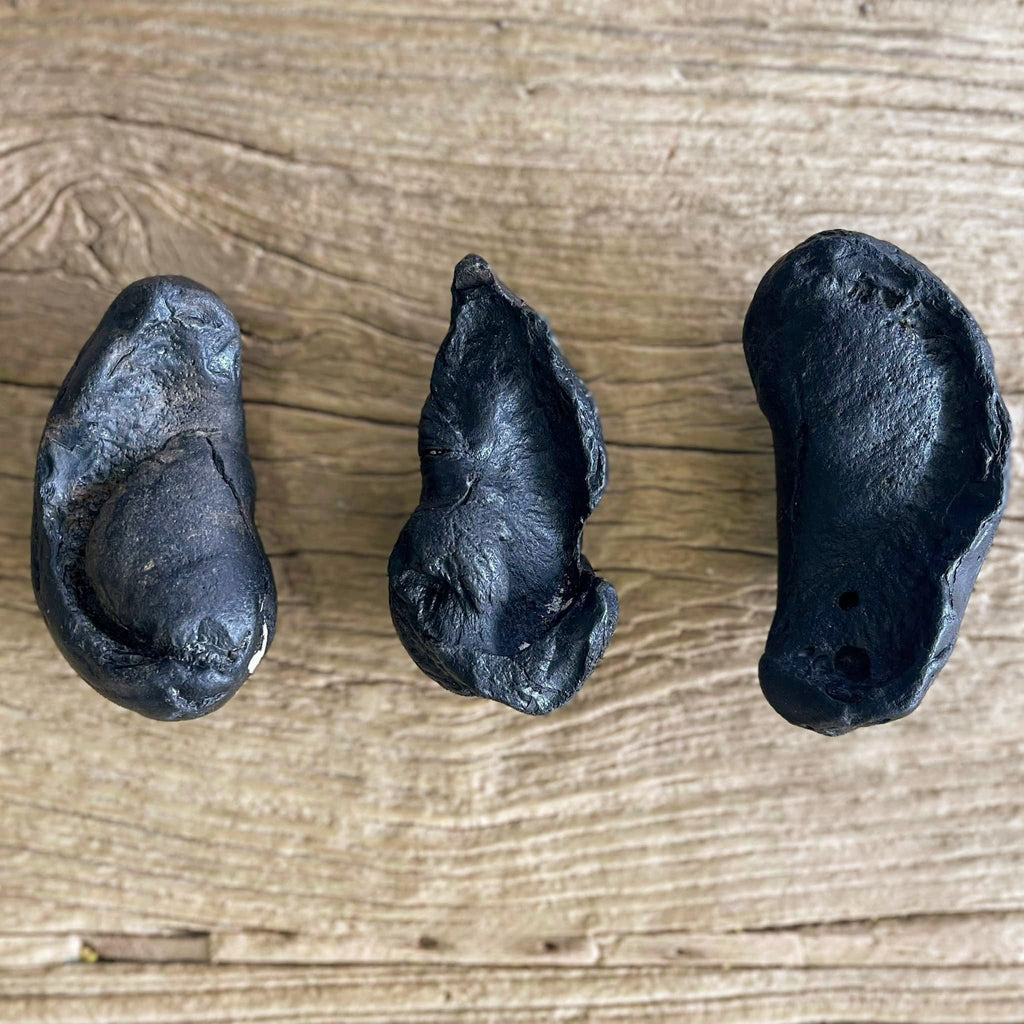 Whale ear bone fossils - Lost archives store - product_name_for_sale - product_name_for_sale_australia - category_name