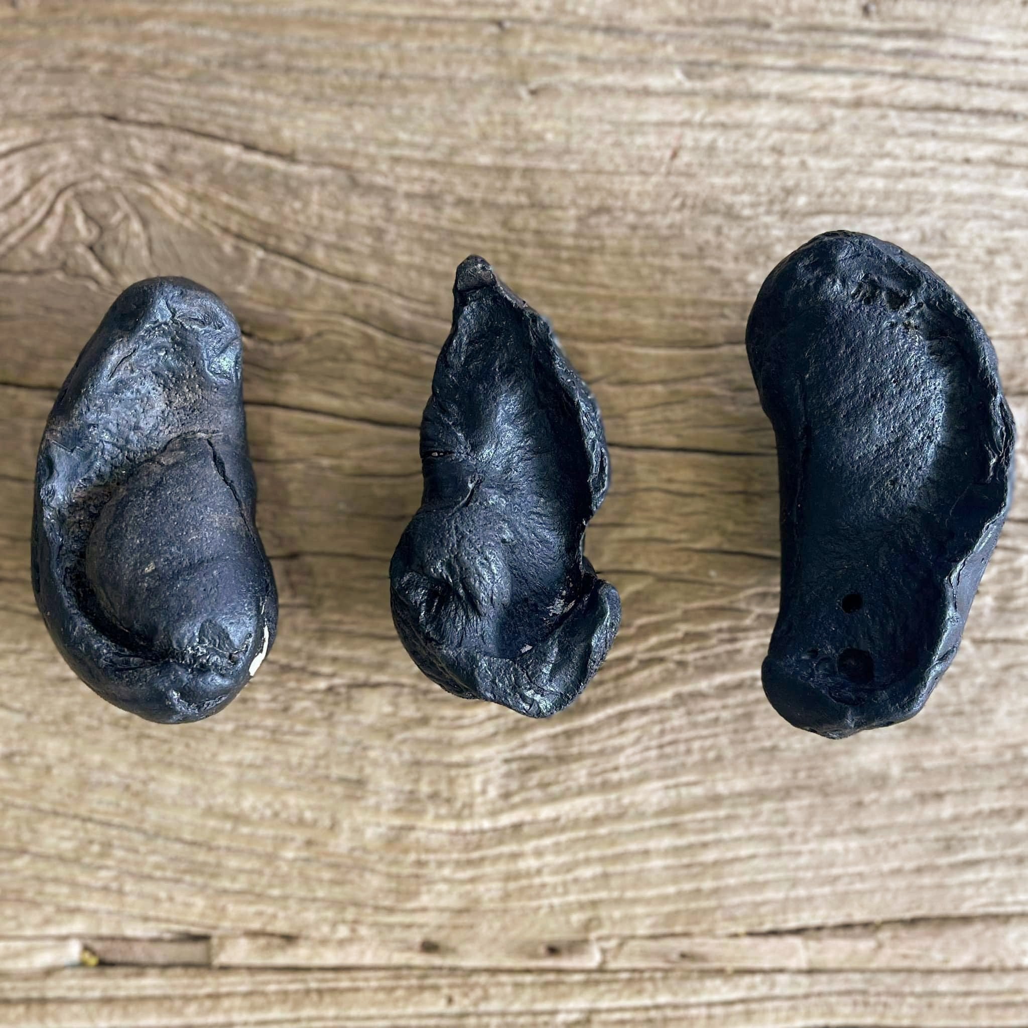 Whale ear bone fossils - Lost archives store - product_name_for_sale - product_name_for_sale_australia - category_name