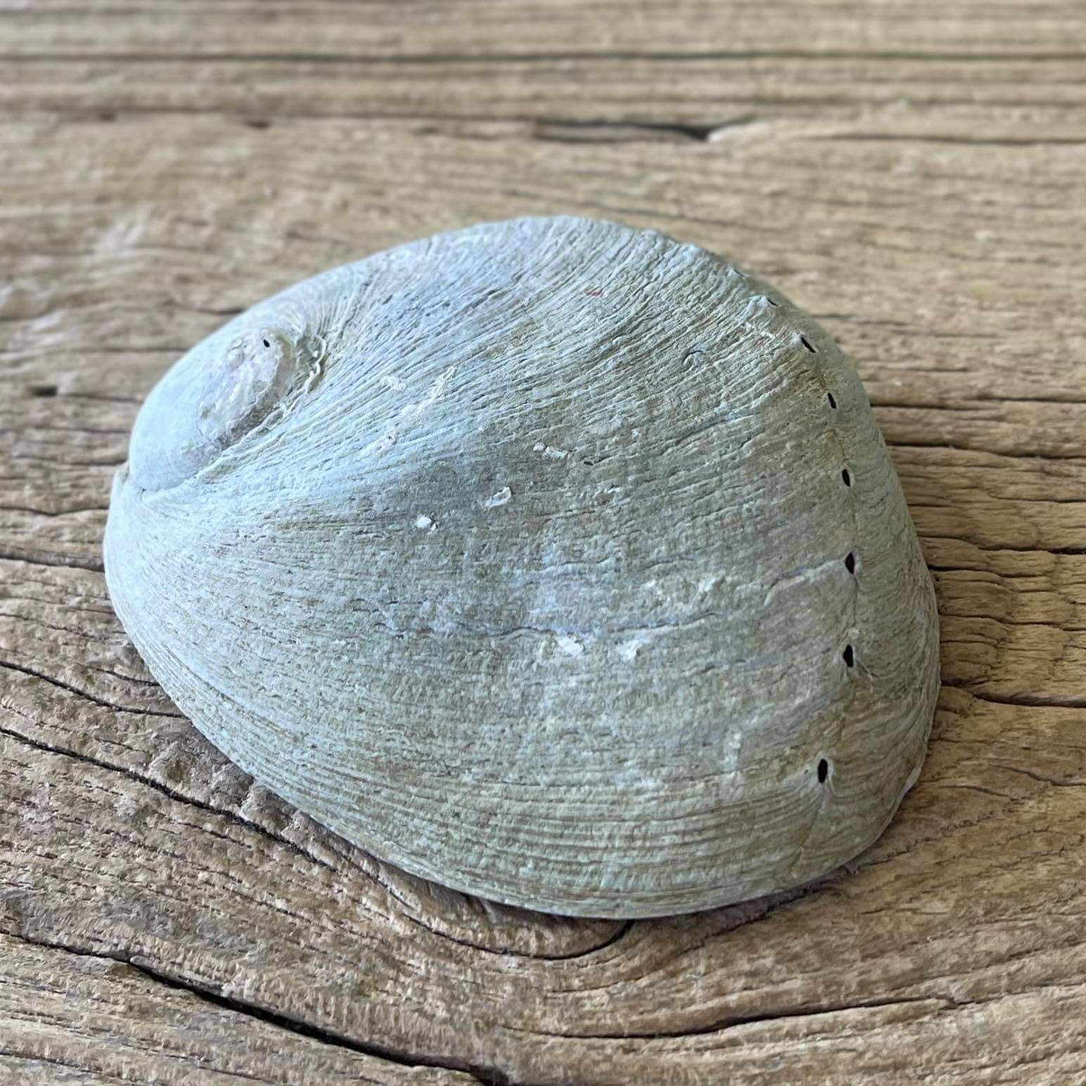 White abalone shell - Lost archives store - product_name_for_sale - product_name_for_sale_australia - category_name