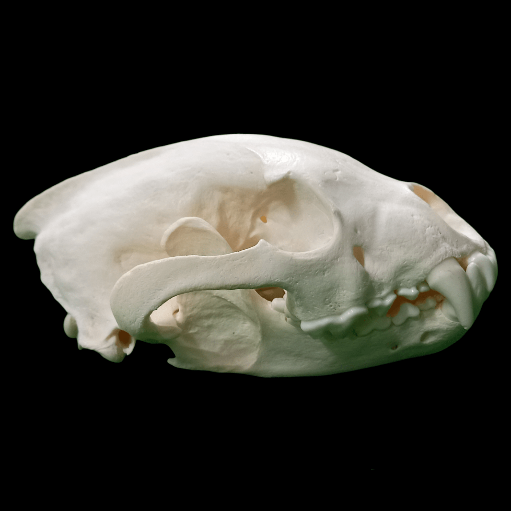 Wolverine skull - Lost archives store - product_name_for_sale - product_name_for_sale_australia - category_name