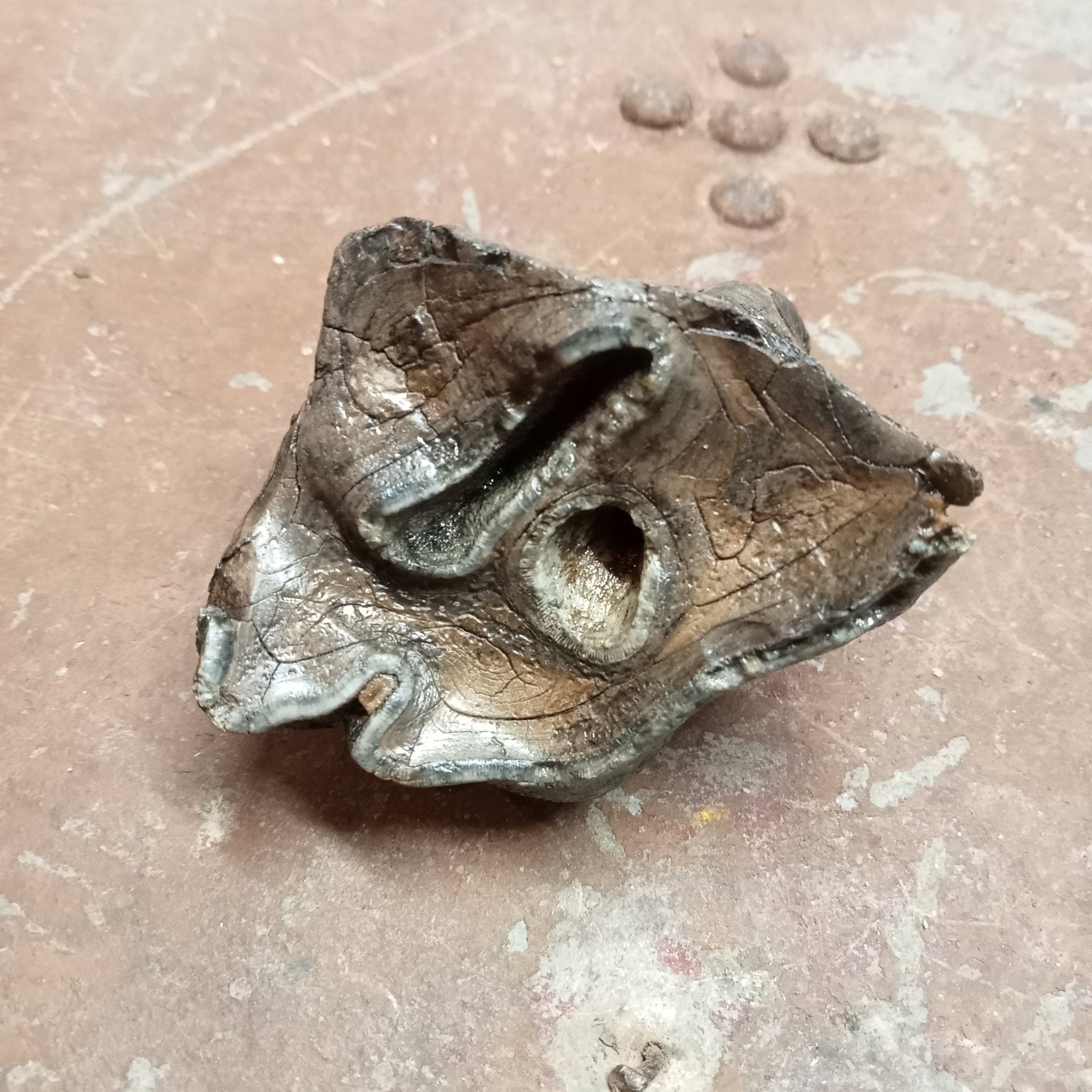 Woolly Rhinoceros upper tooth - Lost archives store - product_name_for_sale - product_name_for_sale_australia - category_name