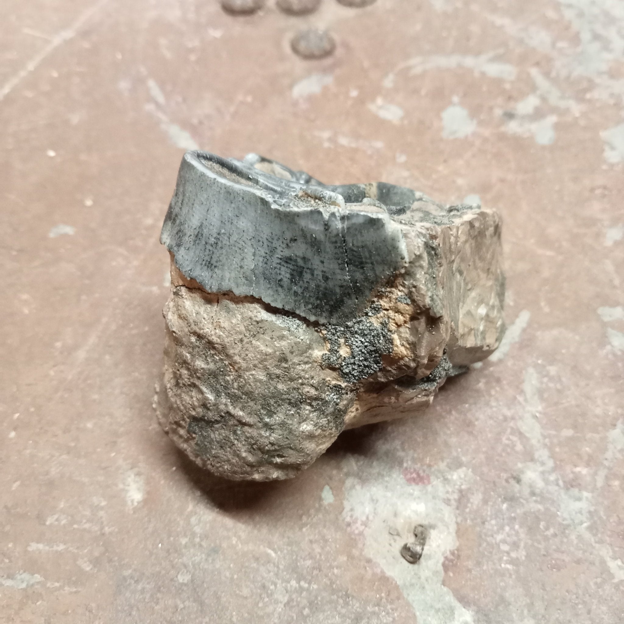 Woolly rhinoceros upper tooth - Lost archives store - product_name_for_sale - product_name_for_sale_australia - category_name