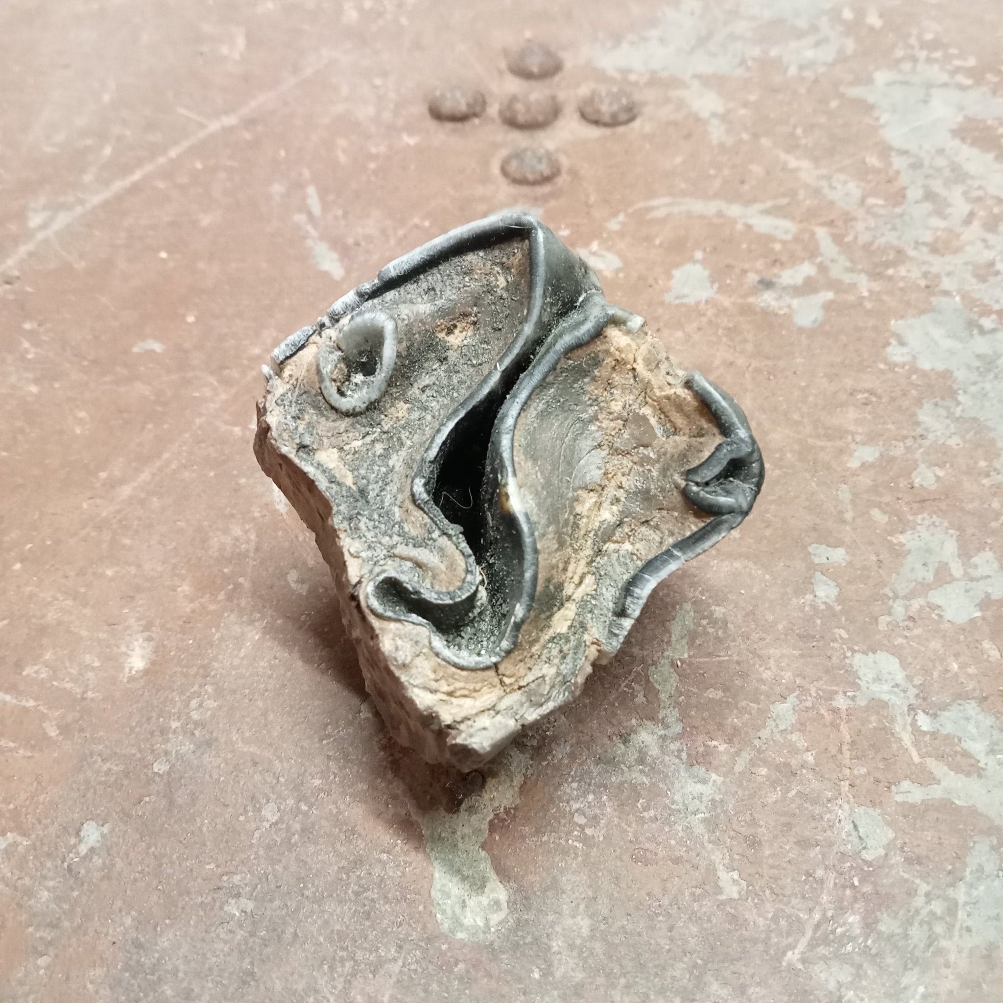 Woolly rhinoceros upper tooth - Lost archives store - product_name_for_sale - product_name_for_sale_australia - category_name