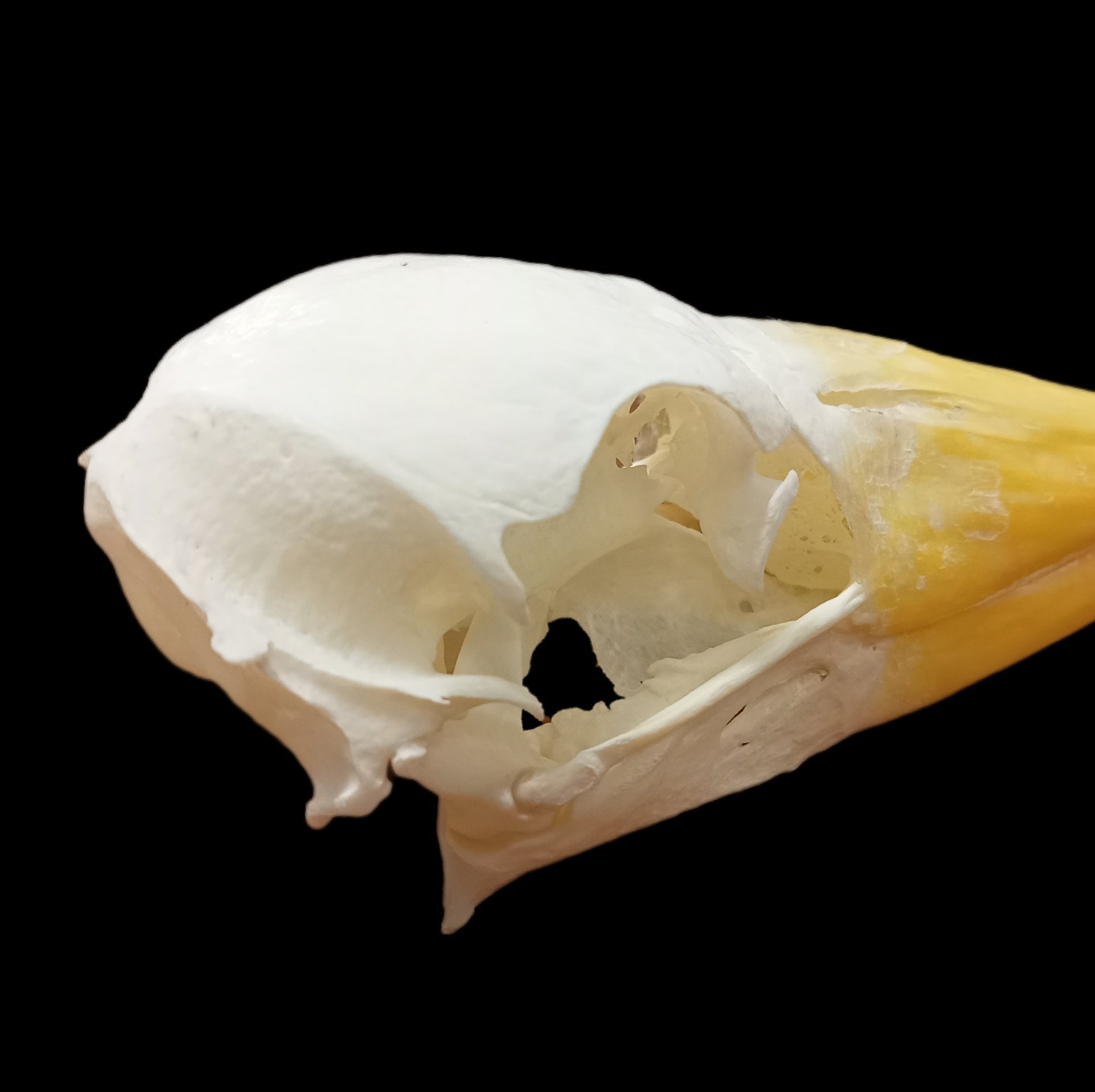 Yellow Billed Stork Skull - Lost archives store - product_name_for_sale - product_name_for_sale_australia - category_name