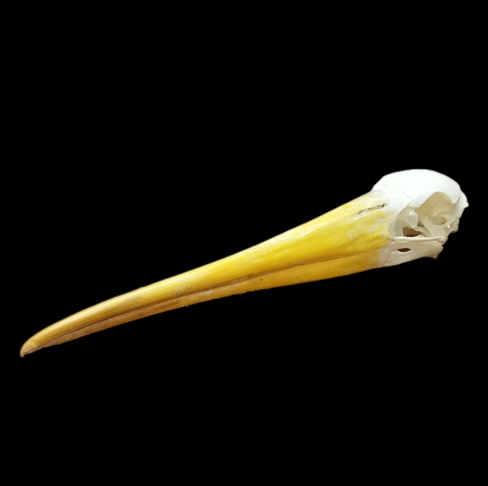 Yellow Billed Stork Skull - Lost archives store - product_name_for_sale - product_name_for_sale_australia - category_name
