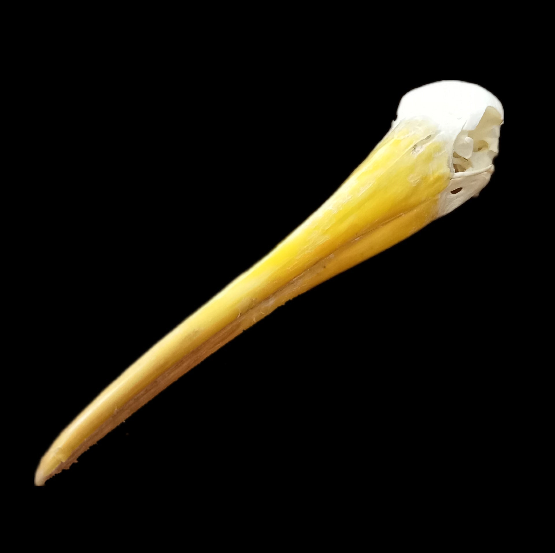 Yellow Billed Stork Skull - Lost archives store - product_name_for_sale - product_name_for_sale_australia - category_name