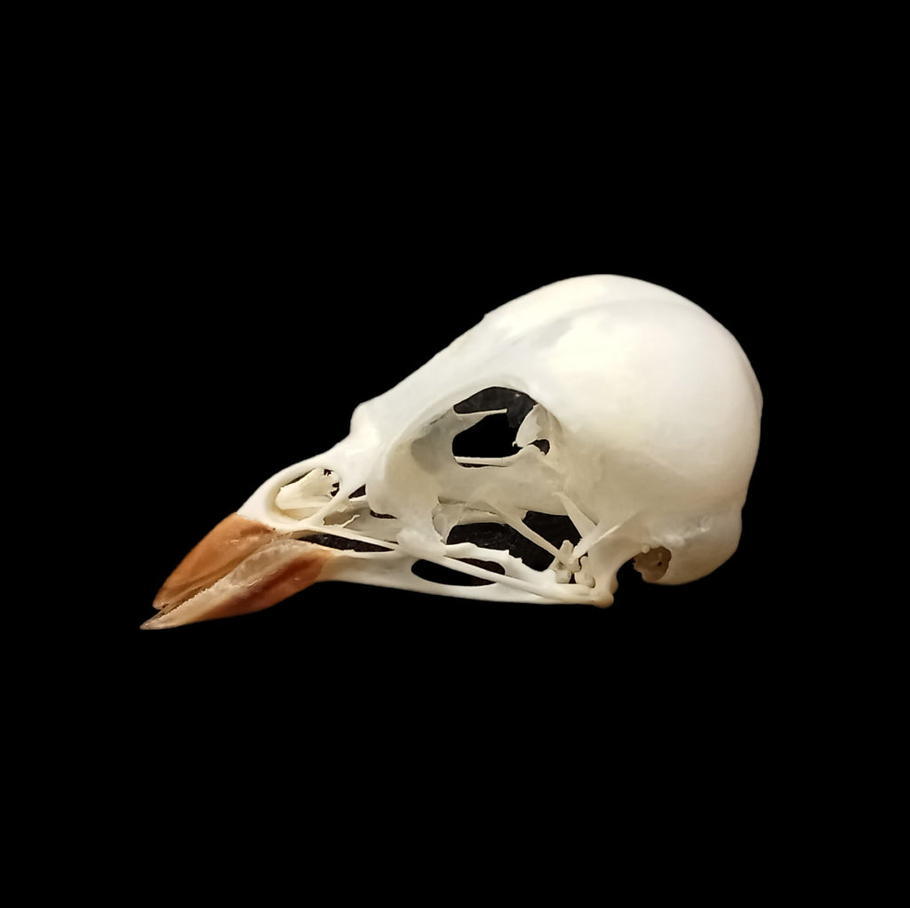 Yellow Hammer skull - Lost archives store - product_name_for_sale - product_name_for_sale_australia - category_name