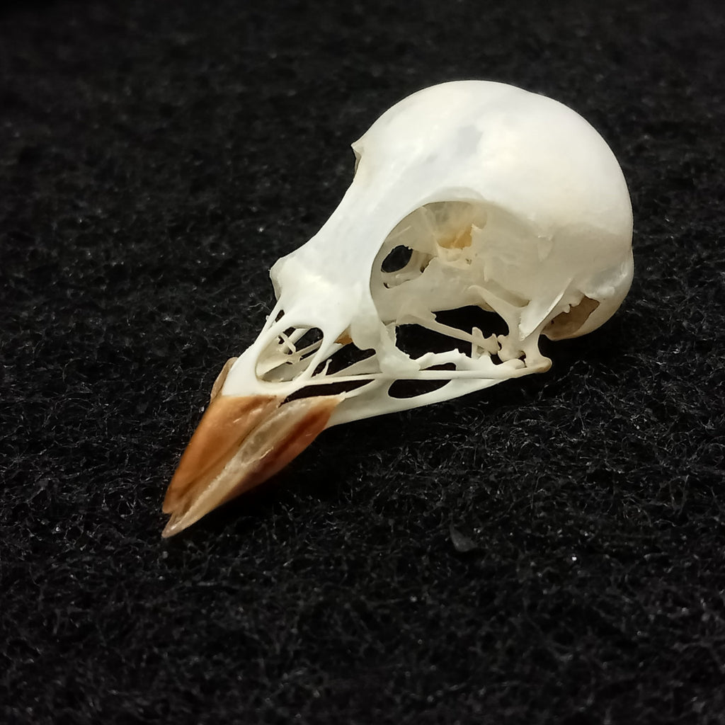 Yellow Hammer skull - Lost archives store - product_name_for_sale - product_name_for_sale_australia - category_name
